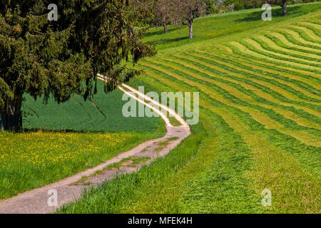 Wunderschöne Agrarlandschaft in Bettingen, Kanton Basel, Schweiz. Stockfoto