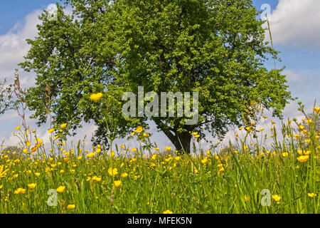 Wunderschöne Agrarlandschaft in Bettingen, Kanton Basel, Schweiz. Stockfoto