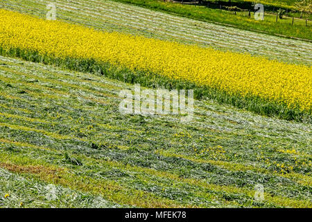 Wunderschöne Agrarlandschaft in Bettingen, Kanton Basel, Schweiz. Stockfoto