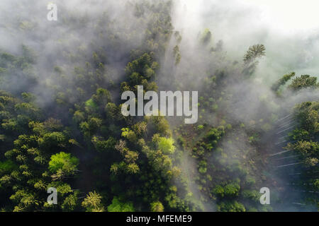 Luftaufnahme Nebel Wolken ziehen an einem Frühlingsmorgen in der Schweiz durch den Wald Stockfoto