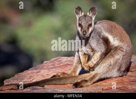 Schwarz - flankiert Rock Wallaby (Petrogale lateralis), Fam. Macropodidae, Marsupialia, im Winter diese individuelle AALT sich in der frühen Morgensonne, Ormist Stockfoto