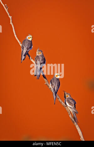 Nymphensittich (Nymphicus hollandicus), Fam. Papageienvögel, zwei Männchen (Gelb) und zwei Frauen gegen Sand dune, Andado Station, Northern Territory, Au Stockfoto