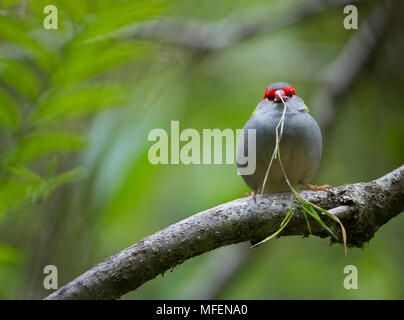 Rot der tiefsten Firetail (Neochmia M. temporalis), Fam. Estrildidae, Vogel mit Gras Halm im Schnabel zum Nestbau, Lamington National Park, Queensland, Stockfoto
