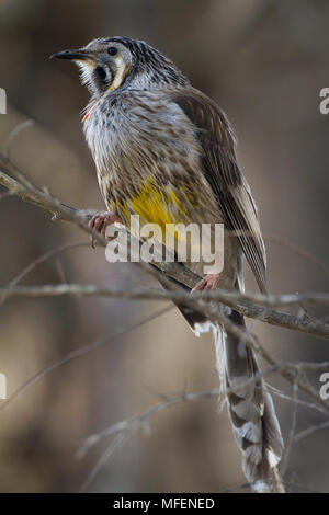 Gelb (Wattlebird Anthochaera Paradoxa), Fam. Meliphagidae, Freycinet Nationalpark, Tasmanien, Australien Stockfoto