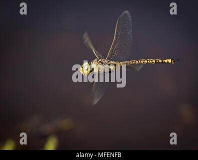 Australische Kaiser (Hemianax papuensis), Fam. Aeshnidae, Mulyangarie Station, South Australia, Australien Stockfoto