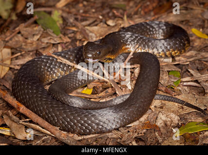 Black Tiger Snake (Notechis ater), Fam. Elapidae, ein in hohem Grade giftige Schlange, Bruny Island, Tasmanien, Australien Stockfoto