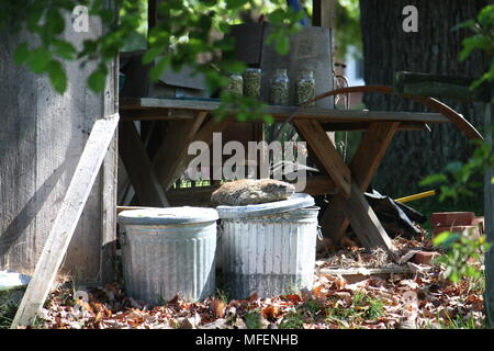 Sonnenbaden Ground Hog Stockfoto