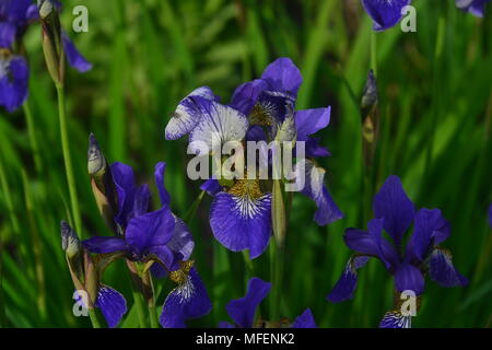 Iris auch als Zwerg Iris bekannt, eine reizvolle Miniatur, ideal für Rabatten, Steingärten, Kübel und Terrasse zeigt geeignet. blau Iris für einen Garten h Stockfoto