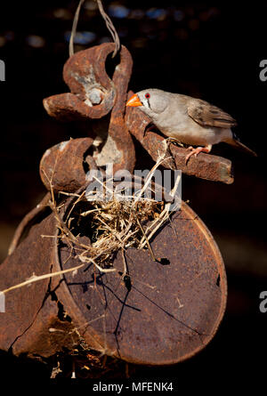 Zebra Finch (Taeniopygia guttata), Fam. Estrildidae, Weibchen im Nest in alten Tin Cup, Andado Station, Northern Territory, Australien Stockfoto