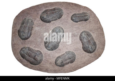 Tod Assemblage Trilobit Asaphus sp. Ordovizium Marokko Stockfoto