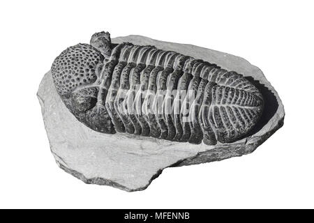 Trilobit Phacops sp. Devon, Marokko Stockfoto