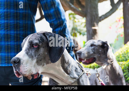 Zwei Doggen auf einem Park Stockfoto