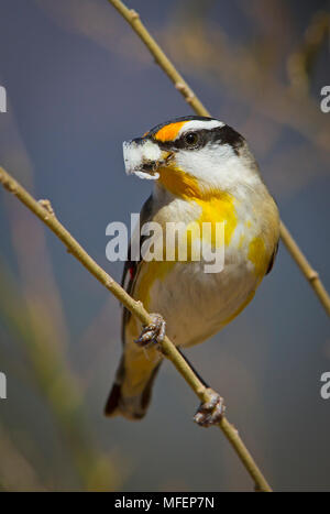 Gestreift (Pardalotus Pardalote striatus), Fam. Pardalotidae, Erwachsene mit Skala Insekten im Schnabel, Carnarvon Gorge National Park), Queensland), Austra Stockfoto