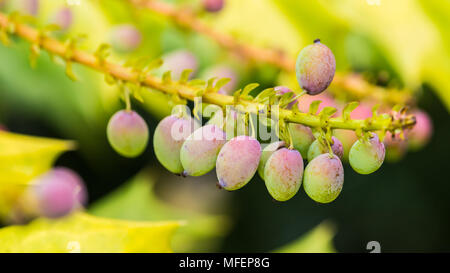 Eine Makroaufnahme von einigen Mahonia japonica Bush Beeren. Stockfoto