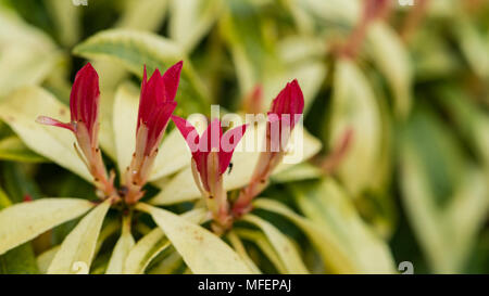 Eine Makroaufnahme der roten Blätter, die sich auf einem Wald Flamme Bush. Stockfoto