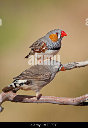 Zebra Finch (Taeniopygia guttata), Fam. Estrildidae, Paar mit weiblichen und männlichen im Rücken, Andado Station, Northern Territory, Australien Stockfoto
