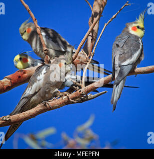 Nymphensittich (Nymphicus hollandicus), Fam. Papageienvögel, zwei Frauen und zwei Frauen im Zentrum, flankiert von zwei Männchen (gelbe Fläche), Andado Station, Nördliche T Stockfoto