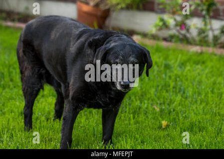 Alter schwarzer Labrador Retriever mit VERGRAUUNG Gesicht Stockfoto