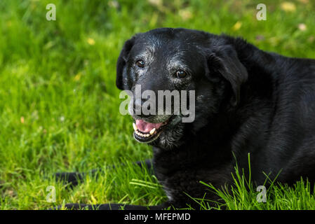 Alter schwarzer Labrador Retriever mit VERGRAUUNG Gesicht Stockfoto