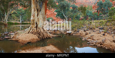 River Red Gums (Eucalyptus camaldulensis), Fam. Myrtaceae, lurline Schlucht West MacDonnell National Park, Northern Territory, Australien Stockfoto