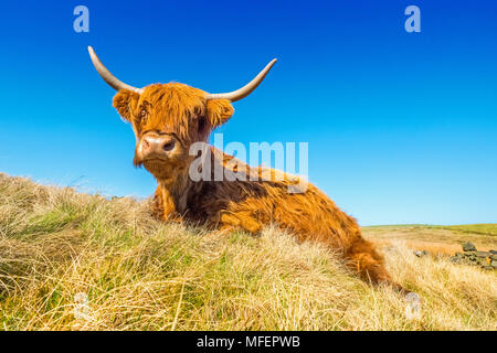 Highland Kuh/Rinder weiden auf Moorland Stockfoto