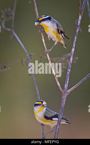 Gestreift (Pardalotus Pardalote striatus), Fam. Pardalotidae, Paar mit Skala Insekten in ihren Schnäbeln, Carnarvon Gorge National Park), Queensland), Aust Stockfoto