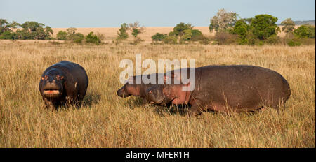 Hippos (männlich, weiblich mit großen Kalb Konfigurationsanweisung rechts) Aufbau von sozialen Grenzen, Hippopotamus amphibius, Masai Mara, Kenia. Stockfoto