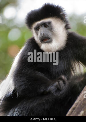 Schwarzen und weißen Colobus Monkey, Colobus polykomos; Kenia. Stockfoto
