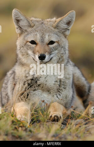 Patagonische Gray fox, Lycalopex griseus; Torres del Paine Nationalpark, Chile. Torres del Paine National Park ist eine Chilenische Nationalpark und UNESCO Stockfoto