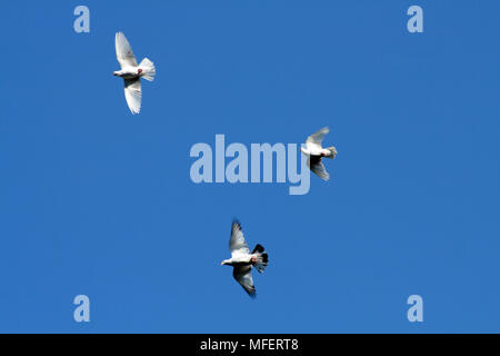 Drei weiße Tauben fliegen auf Hintergrund mit blauer Himmel Stockfoto