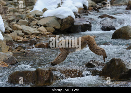 Snow monkey (japanischen Makaken) über den Fluß springen, Macaca fuscata; Japan. Stockfoto