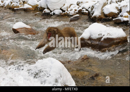 Snow monkey (japanischen Makaken) über den Fluß springen, Macaca fuscata; Japan. Stockfoto