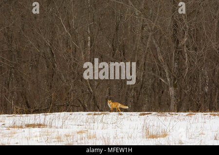 Japanische Rote FUCHS VULPES VULPES japonica bei Wood's Edge Hokkaido, Japan Stockfoto