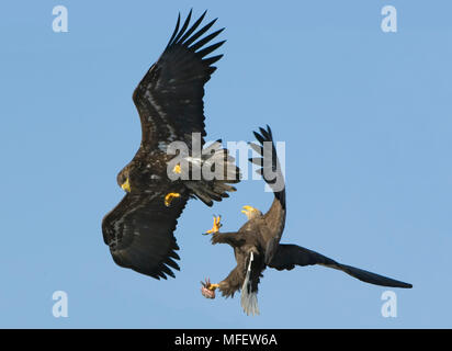 STELLER'S SEA EAGLE Unreife (links) Haliaeetus pelagicus versuchen, Essen von Weiß zu stehlen - angebundene Seeadler (Haliaeetus albicilla) Hokkaido, Japan Stockfoto