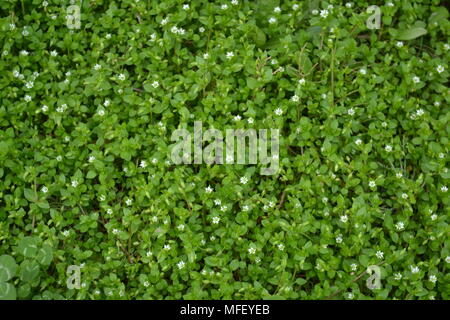 Kleine weiße Blüten mit grünen Blättern (grüner Hintergrund) Stockfoto
