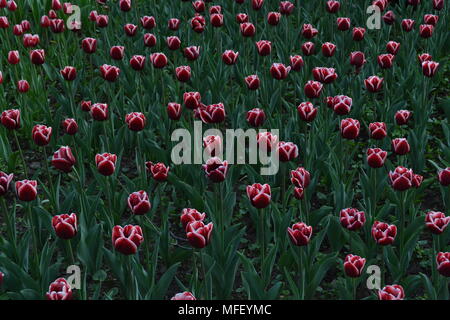 Dunkle rote Tulpe Feld Stockfoto