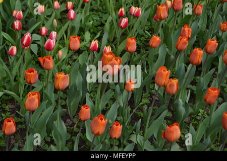 Orange und rote Tulpen Hintergrund Stockfoto