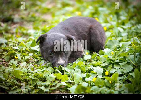 Junge Welpen Hund fotografiert im Freien auf Gras im Garten. Stockfoto