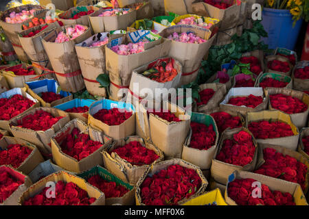 Blumen für den Verkauf in Ho Thi Ky Blumenmarkt in Ho Chi Minh City, Vietnam, Südostasien Stockfoto