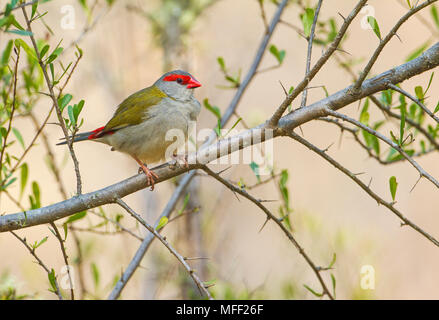 Rot der tiefsten Firetail (Neochmia M. temporalis), Fam. Estrildidae, Oxley Wild River National Park, New South Wales, Australien Stockfoto
