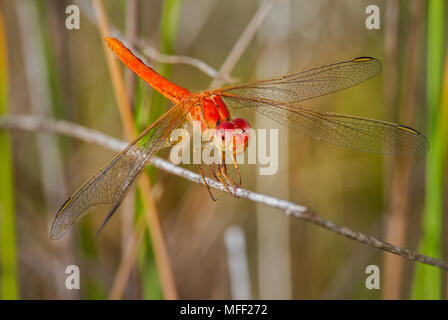 Scarlet Percher (Diplacodes haematodes), Fam. Libellulidae, Männliche anzeigen, Mt. Yarrowyck Nature Reserve, New South Wales, Australien Stockfoto