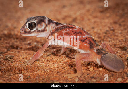 Glatte Knopf-tailed Gecko (Nephrurus Levis), Fam. Carphodactylidae, der Austausch Schwanz verfügt nicht über ein Terminal Knopf, Mulyangarie Station, South A Stockfoto