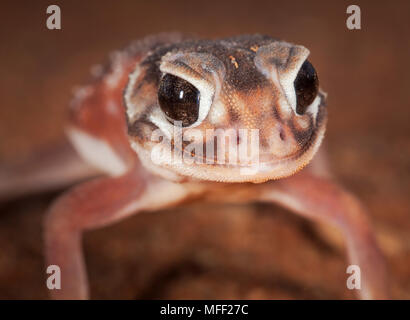 Glatte Knopf-tailed Gecko (Nephrurus Levis), Fam. Mulyangarie Carphodactylidae, Station, South Australia, Australien Stockfoto