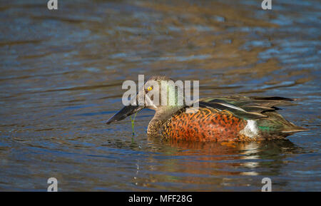 Australasian Shoveler (Anas rhynchotis), Fam. Entenvögel, männlich, See Zott, New South Wales, Australien Stockfoto