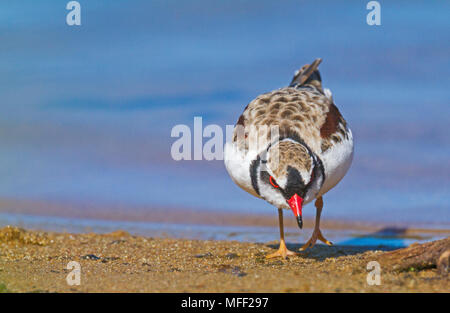 Black-fronted Dotterel (Elseyornis melanops), Fam. Charadriidae, Dumaresq Dam, New South Wales, Australien Stockfoto