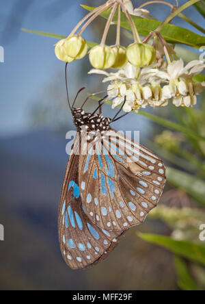 Blue Tiger (Tirumala hamata), Fam. Nymphalidae, Lepidoptera, Oxley Wild Rivers National Park, New South Wales, Australien Stockfoto