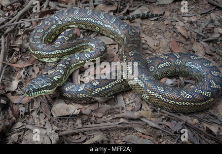 Teppichpython (Morelia spilota Variegata), Fam. Boidae, Oakwood State Forest, New South Wales, Australien Stockfoto