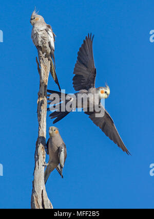 Nymphensittich (Nymphicus hollandicus), Fam. Papageienvögel, zwei Frauen und ein Mann während des Starts, Mulyangarie Station, South Australia, Australien Stockfoto