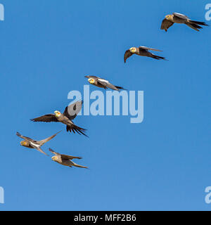 Nymphensittich (Nymphicus hollandicus), Fam. Papageienvögel, Männchen sind die Vögel mit gelben Köpfen, Mulyangarie Station, South Australia, Australien Stockfoto