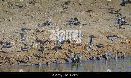 Nymphensittich (Nymphicus hollandicus), Fam. Papageienvögel, Herde Landung zu trinken, Mulyangarie Station, South Australia, Australien Stockfoto